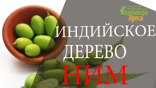 Лучшее очищение кожи. Лучшее очищение крови. Ним. Аюрведа Здесь