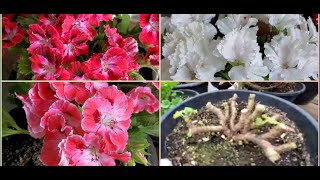 видео: Как обрезать пеларгонию в конце зимы или сначала весны. картинка: Как обрезать пеларгонию в конце зимы или сначала весны.