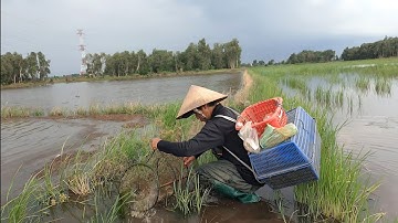 Thăm Lờ Cá Mùa Nước Nổi - Dính Cá Thác Lác Ruộng, Cá Trê Lai, Cá Lóc Đồng Quá Ngon 