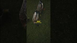 “Ducks” 🦆