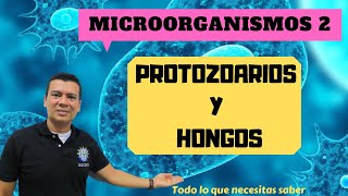 PROTOZOARIOS Y HONGOS. MICROBIOLOGIA 2. Que son? como se clasifican? impacto ecológico