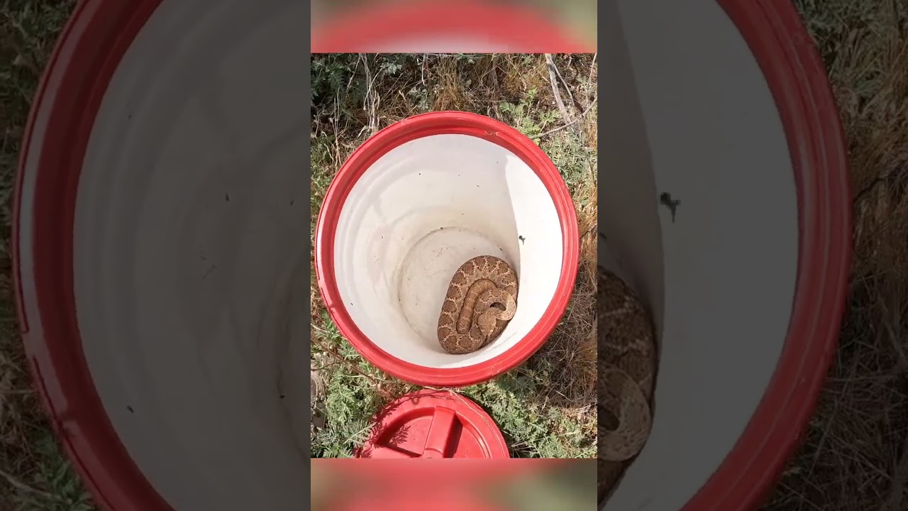 This is a BIG Western Diamondback Rattlesnake