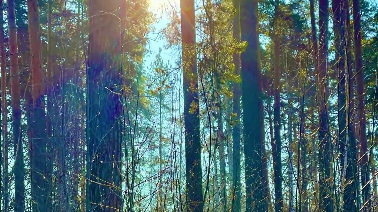 Солнечный денек, 11 февраля 2026 г, Асбест , Средний Урал