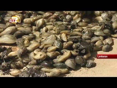 Video: Başqaları ilə sülh içində yaşamağın 4 yolu