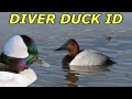 Diver Duck ID | Hunting Boot Camp