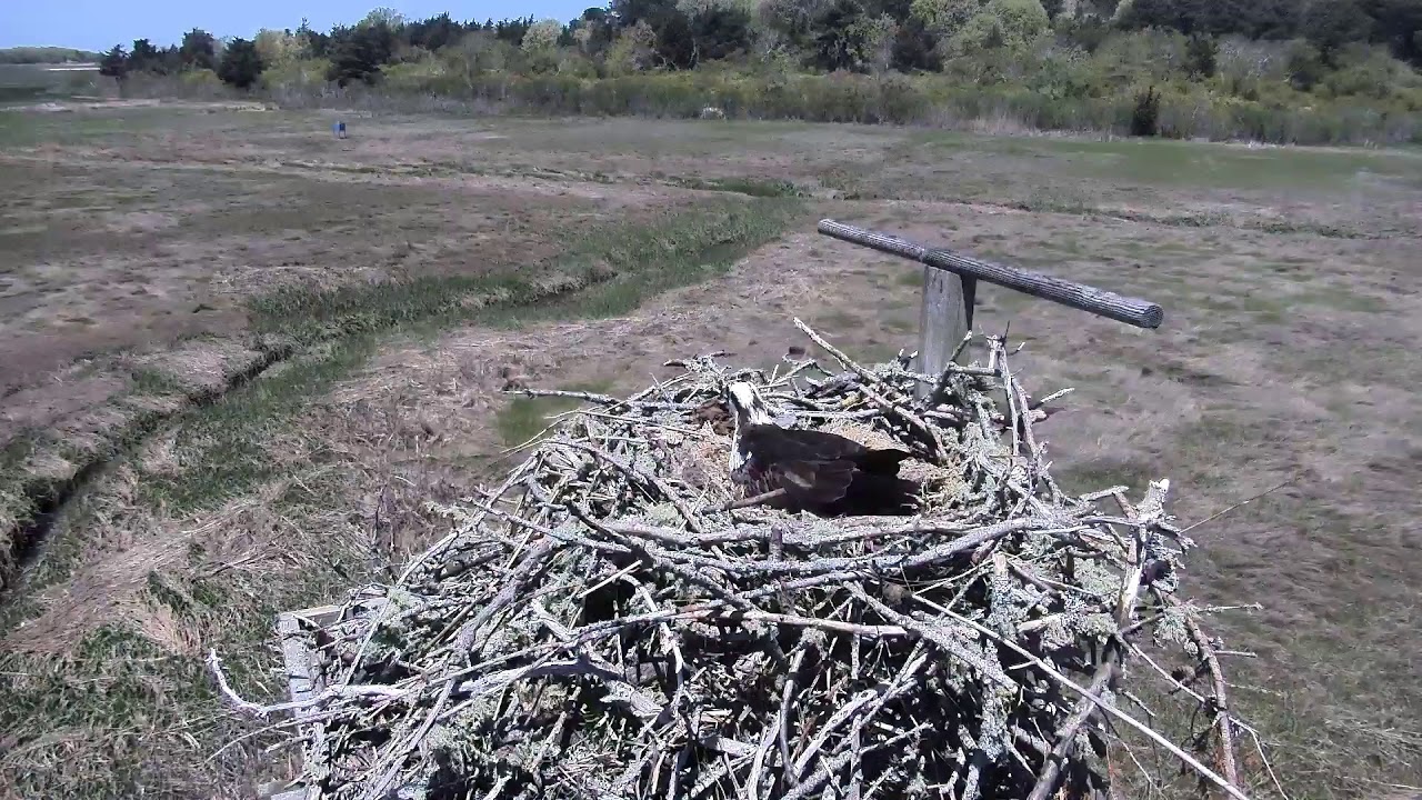 camera iphone 8 plus apk Cape Cod Museum of Natural History Live Stream