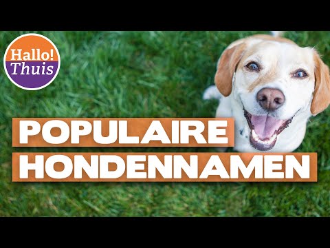 Video: De top 10 van hondennamen van 2018
