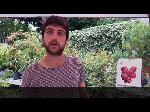 Video: Cespugli di mirtilli rosa - Suggerimenti per la coltivazione di mirtilli rosa limonata