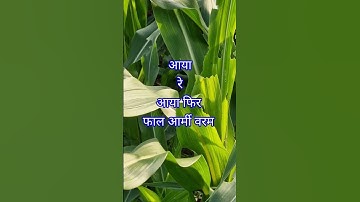 How to control Fall Armyworm in Maize Fields#shortsvideo #fallarmyworm #maize #farming