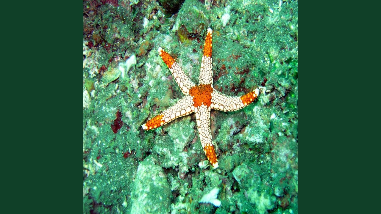 Background for Serene Meditation