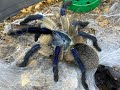 Monocentropus balfouri  pairing