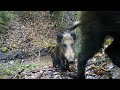 Wild boar destroying my camera trap