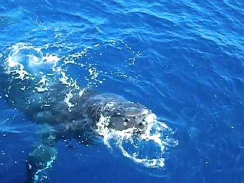humpback-whale-comes-up-for-air-in-maui,-hawai'i