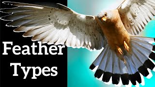 Types of Bird Feathers  Use Shape to Identify Feathers