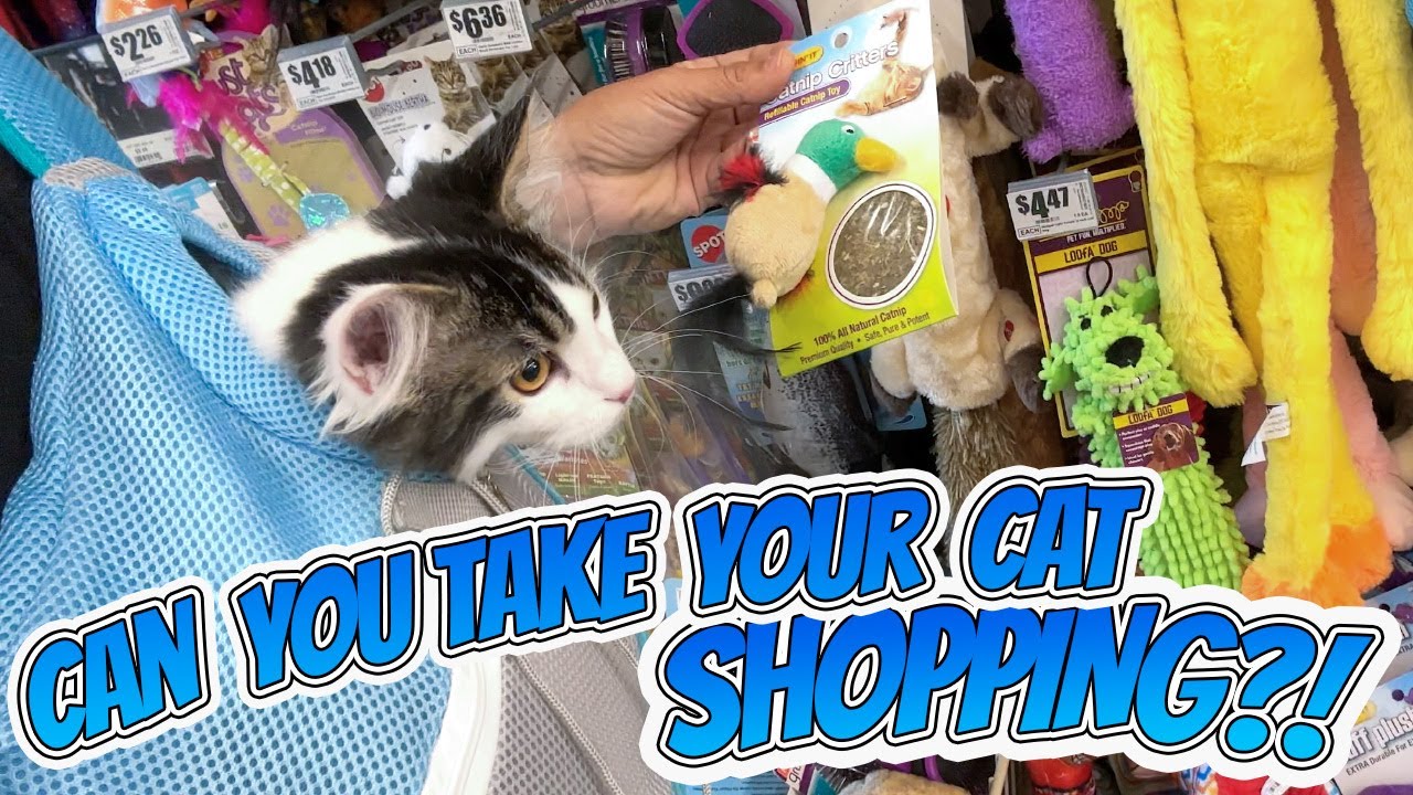 I TOOK MY CAT GROCERY SHOPPING!!!