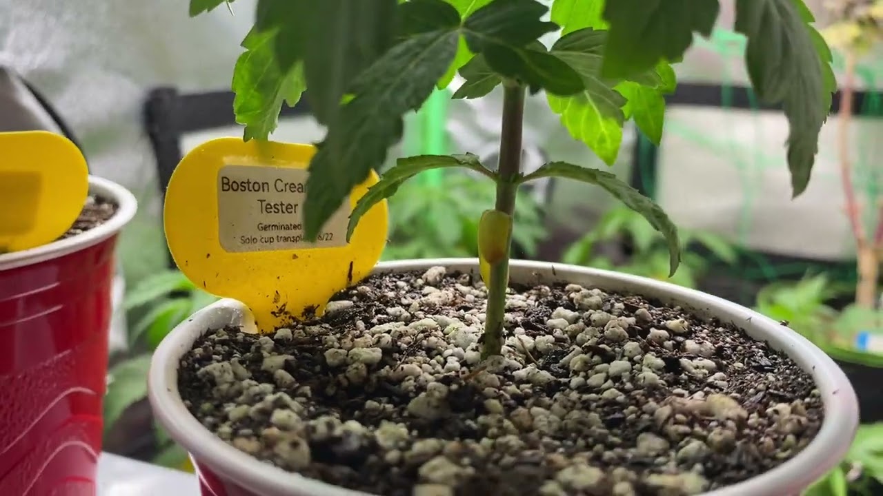 3 x 3 Veg Tent - Clone + Day 26 Seedlings update