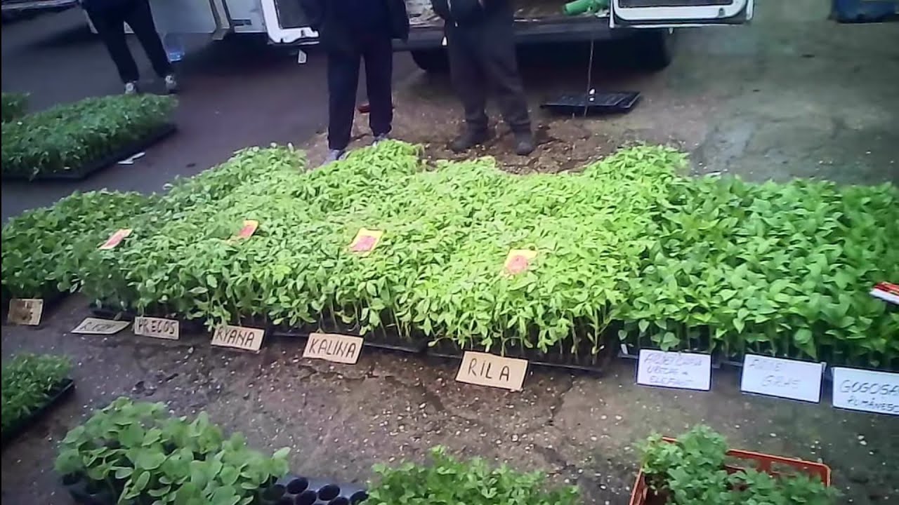 AM FOST SA CUMPAR RASADURI *filmat cu camera ascunsa*