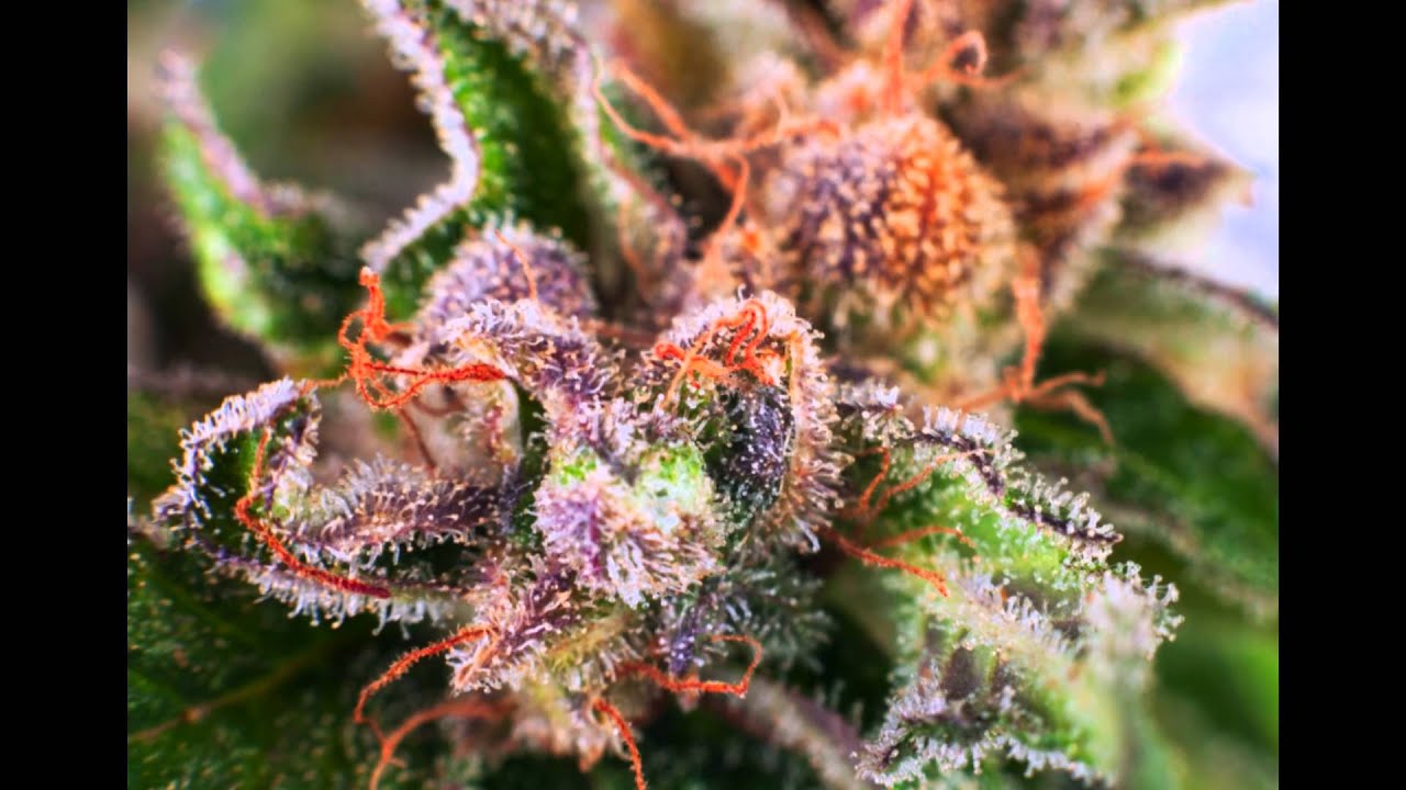 SLIDESHOW: SEED TO WEED (PHOTO MONTAGE)!!!