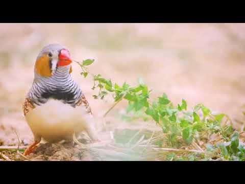 Warning This Bird Music Is TOO Relaxing 😴💤