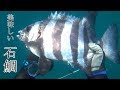 真夏の魚突き【激旨イシダイは〇〇を食べていた！！】