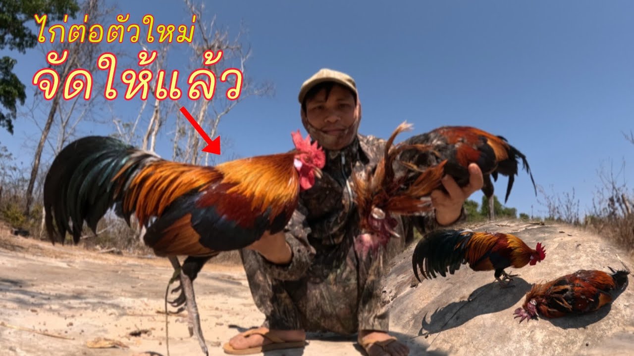 เอาไก่ใหม่ออกต่อหมานๆ/ເອົາໄກ່ໃຫມ່ອອກຕໍ່ກະຫມານເລີຍ