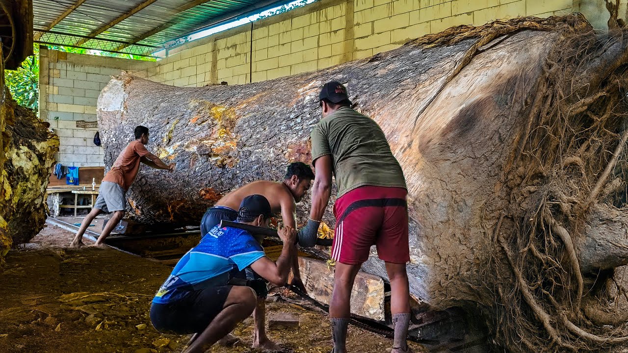 A Day in the Life of a Giant Trembesi Woodcutter An Extreme Challenge ...
