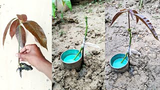 Best technique grafting mango tree || Mango stone grafting very fast results