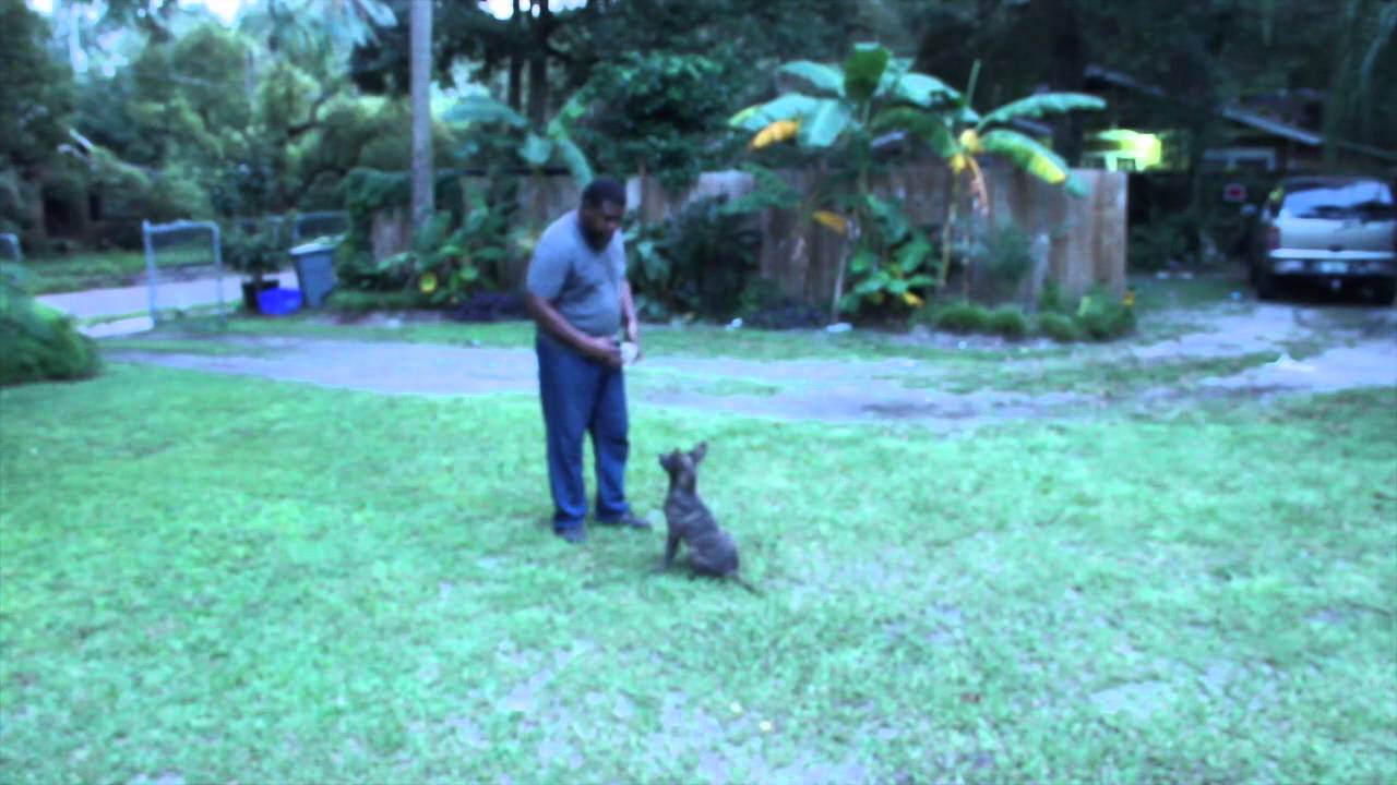 Vanguard Puppy Vaccine Side Effects