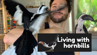 living with von der decken's hornbills