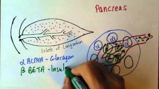 Endocrine 3, Pancreas, insulin and glucagon