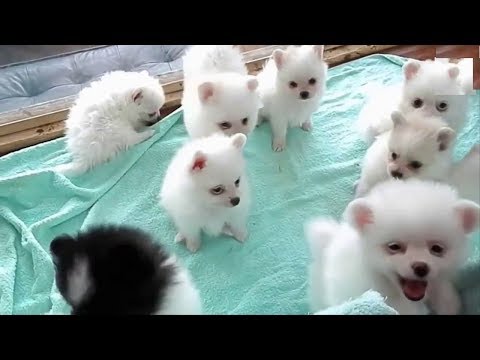 En SEVİMLİ 10 KÖPEK CİNSİ