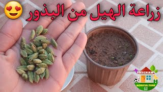 زراعة الهيل من البذور في المنزل ! How to grow cardamom