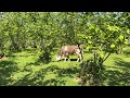 Volkan Arslan Karadır Karadeniz Official Video 