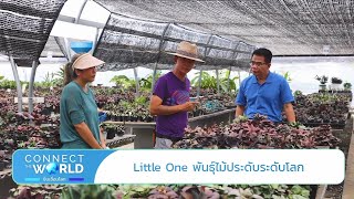 LIttle One พันธุ์ไม้ประดับระดับโลกฝีมือคนไทย  ชิบเชื่อมโลก Connect the World