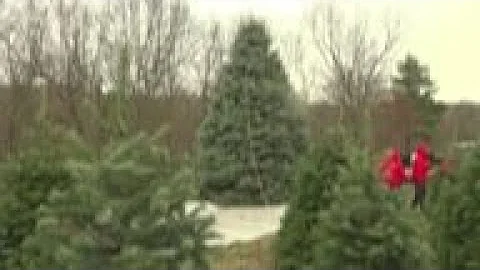 White House Christmas tree cut down at Pennsylvani...