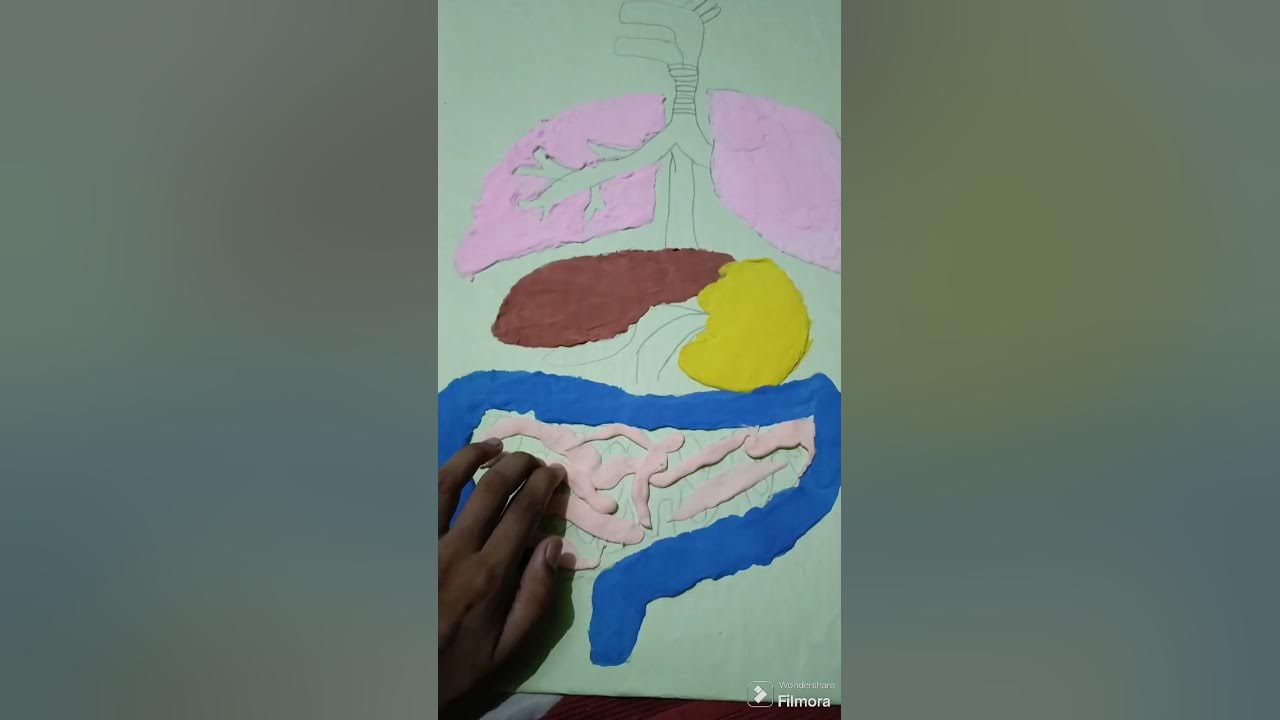 how to make digestive system with air dry clay for school project # ...