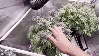 MidMOGrower Slim 600H Garden In Flower
