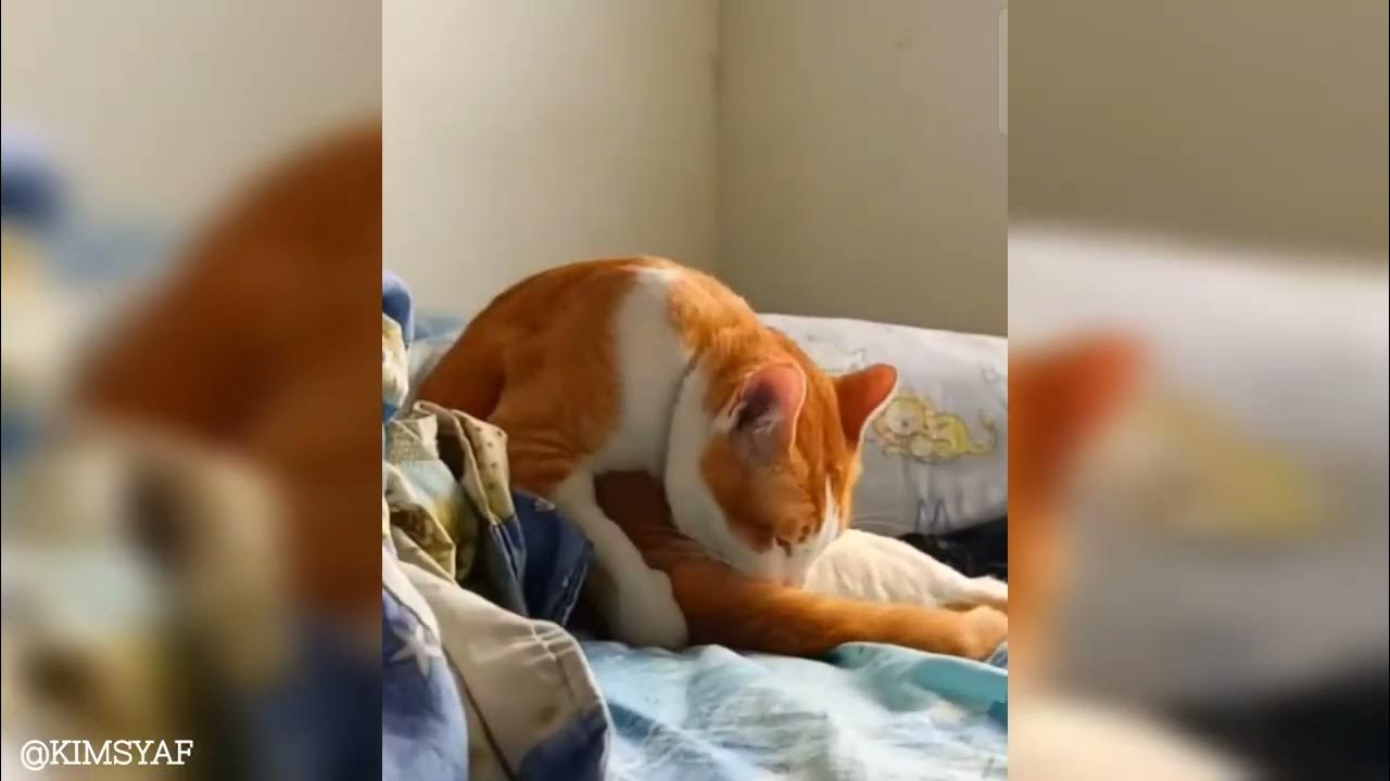 KUCING VIRAL SUKA MAKAN APOLLO ADIK YOYO "HERO" YouTube
