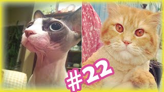 Cute and Funny Cat Videos Compilation | Beautiful Cats and Cute kittens | #22