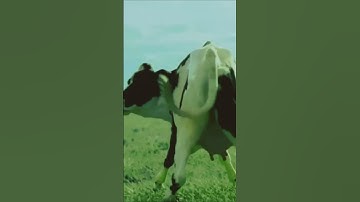 Funny cow dancing 1