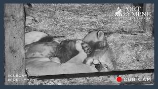 Lion Cub Cam Highlight | Adorable Moment Lion Family Cuddle At Bedtime