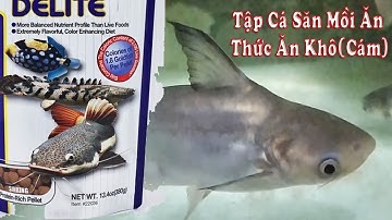 Cách Tập Cho Cá Săn Mồi Ăn Thức Ăn Viên (Cám), Tập Cho Cá Thành Cát Tư Hãn Ăn Cám