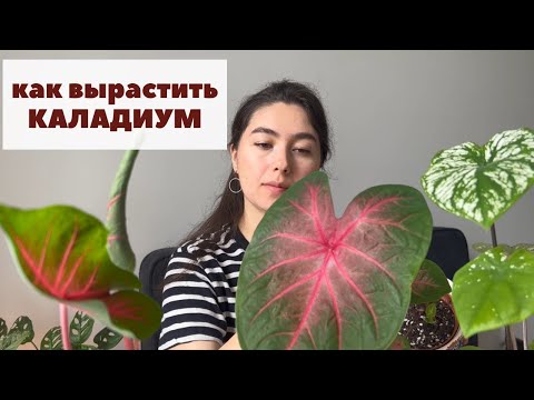 Каладиум / Как посадить клубень каладиума