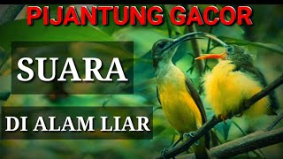 PIJANTUNG GACOR | cara meloloh anak burung pijantung di alam