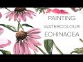 Painting watercolour echinacea