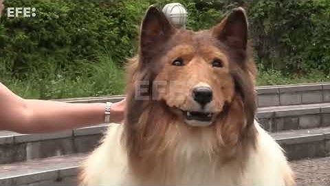 Toco, el hombre japonés que logró su sueño de convertirse en perro