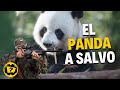 ¿POR QUÉ EL OSO PANDA YA NO ESTARÍA EN PELIGRO DE EXTINCIÓN?