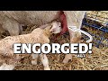 This ewe's udder is TOO BIG for her LAMBS!  Vlog 313