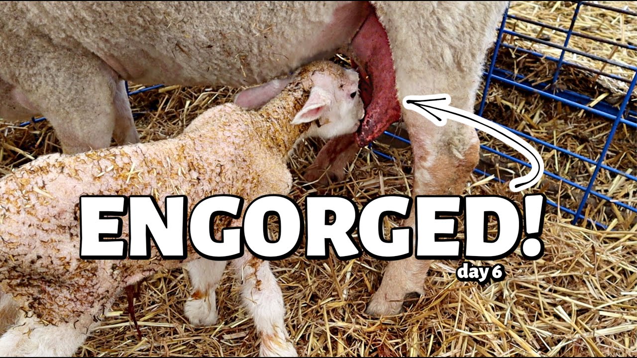 this-ewe-s-udder-is-too-big-for-her-lambs-vlog-313-youtube