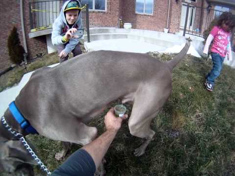 Dog urine sample collection- go pro camera view